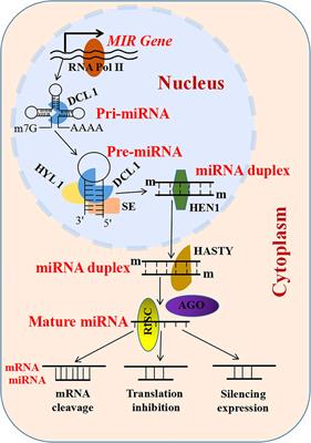 Plant non-coding RNAs function in pollen development and male sterility